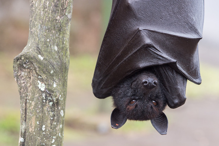 Flying fox close up portrait detail view hanging from a branchの写真素材