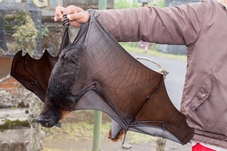 Flying fox close up portrait detail view hanging from a branchの写真素材