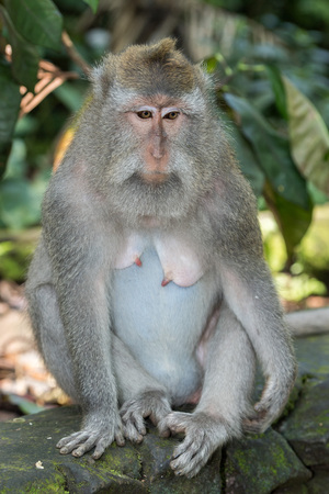 Indonesia macaque monkey ape close up portrait looking at you