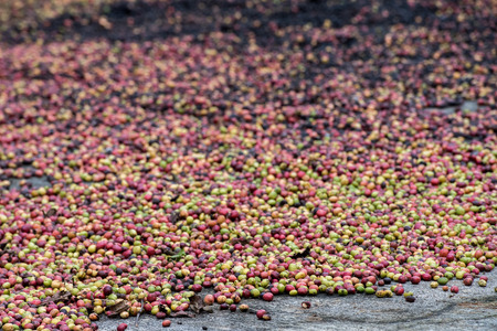 Mature coffee seeds on hand harvested on ground to dry at the sun raysの写真素材