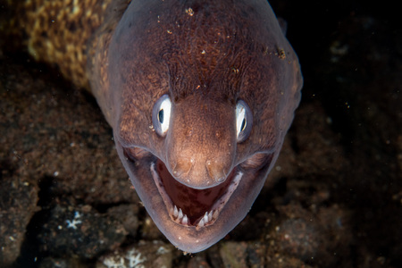 Eel mooray looking at you underwater while diving indonesia