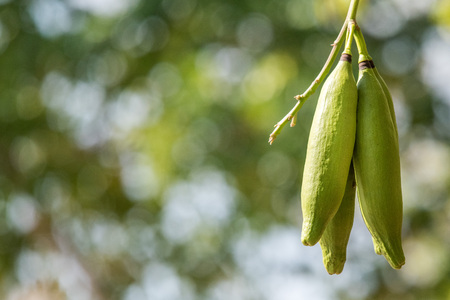 natural kapok fruit green on tree branches detail close upの写真素材