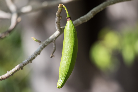 natural kapok fruit green on tree branches detail close up