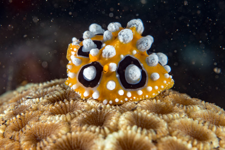 Colorful nudibranch close up macro detail while diving Bali indonesiaの写真素材
