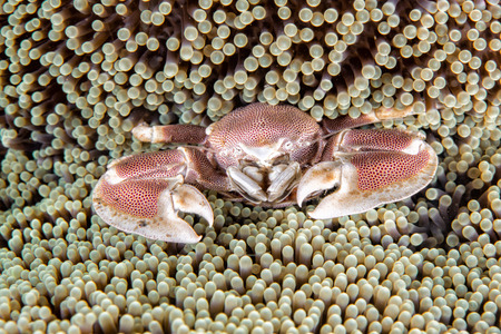 porcelain crab inside the green anemoneの写真素材
