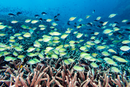 The colorful underwater realms of Raja Ampat, Papua Indonesia. Corals and fishes