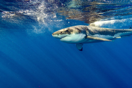 Great White shark while coming to you on deep blue ocean background