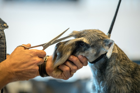 dog while being groomed at international dog showの写真素材