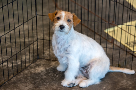 terrier puppy dog looking up from cage