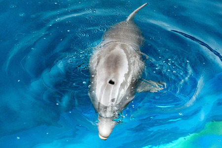 dolphin portrait detail of eye while looking at you from oceanの写真素材