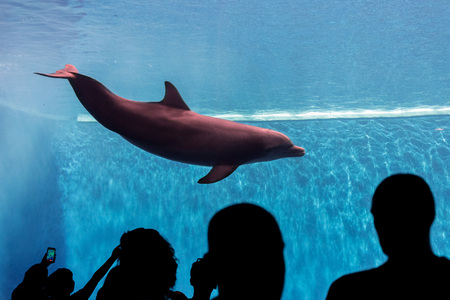 dolphin underwater in aquarium looking at youの写真素材