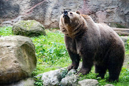 brown bear grizzly portrait while looking at you の写真素材