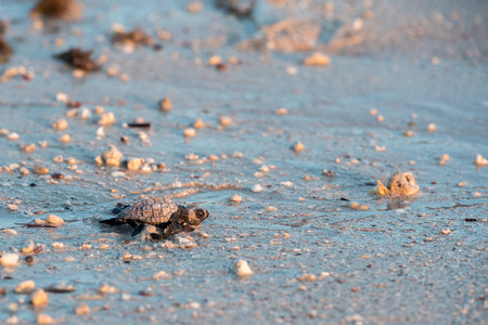 newborn baby green golfina turtle approaching sea for first time after breaking egg