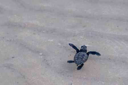newborn baby green golfina turtle approaching sea for first time after breaking eggの写真素材