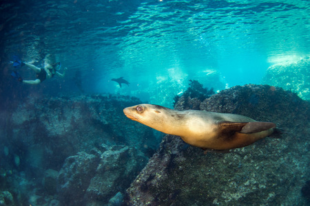 sea lion seal coming to you underwaterの写真素材