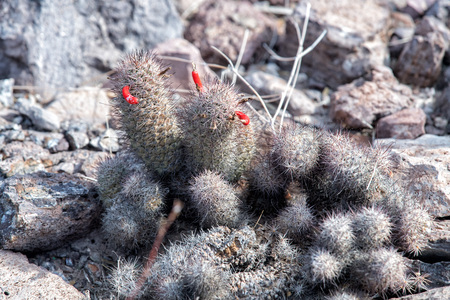 baja california green giant desert cactus close up detailの写真素材