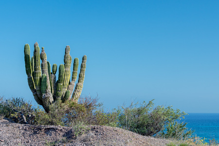 cactus in Cabo Pulmo Baja California national park panorama landscapeの写真素材