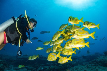 Inside a school of yellow grouper fish close up in the deep blue sea in cabo pulmo mexico national...