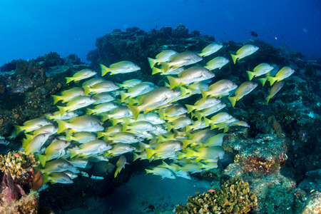 Inside a school of yellow grouper fish close up in the deep blue sea in cabo pulmo mexico national...