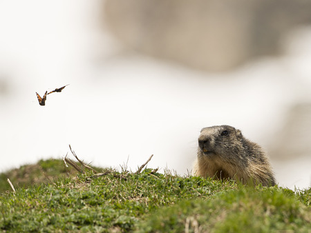 Isolated marmot portrait ground hog on mountain background with a butterfly