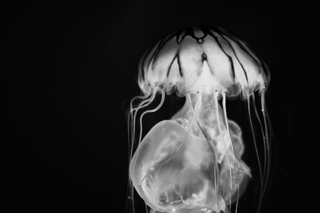 jellyfish isolated in black and whiteの写真素材