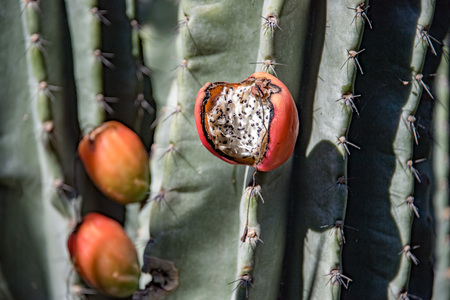 cactus red open fruit on plant detail close upの写真素材