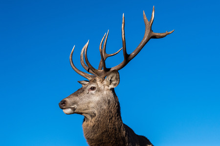 male red Deer portrait looking at you close up portraitの写真素材