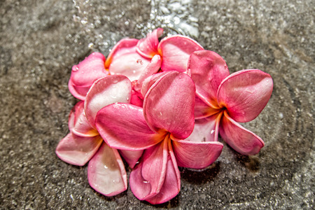 Frangipani pink Spa flowers petals close up detail isolated の写真素材