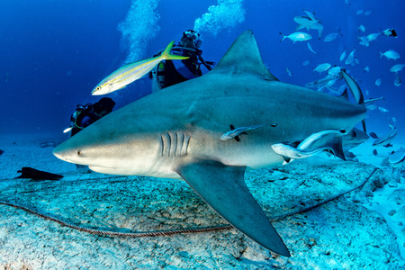 bull shark while feeding in mexicoの写真素材