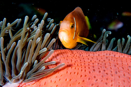 Clown fish portait while looking at you from anemone tentacles