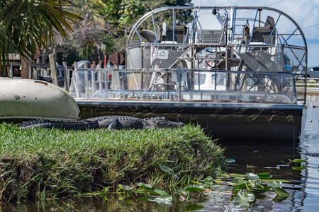 Florida Alligator in everglades near airboat and canoe close up portrait の写真素材