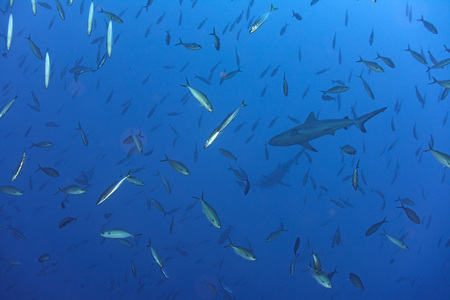 White grey shark jaws close up portrait while looking at you while diving in maldivesの写真素材