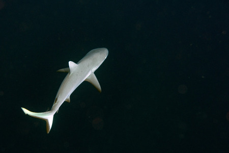 White grey shark jaws close up portrait while looking at you while diving in maldivesの写真素材