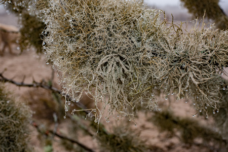 California Cactus in the fog background before sunriseの写真素材