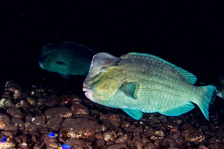 bump head parrotfish close up portrait underwater detail while diving indonesiaの写真素材