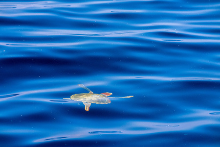 turtle near sea surface for breathing 