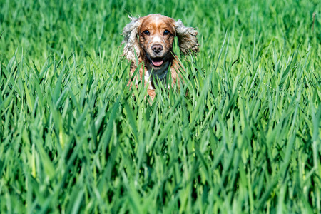Happy young english cocker spaniel while playing in the grass fieldの写真素材