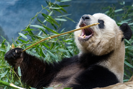 giant panda while eating bamboo close up portraitの写真素材