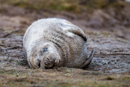 grey seal puppy while relaxing at Donna Nook Lincolnshire beach Englandの写真素材