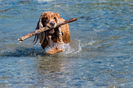 Happy english cocker spaniel while playing in the riverの写真素材