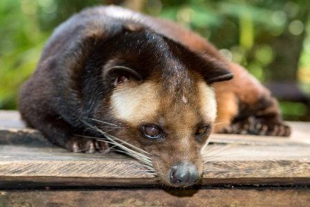 Kopi luwak is coffee that includes part-digested coffee cherries eaten and defecated by the Asian palm civet moongooseの写真素材