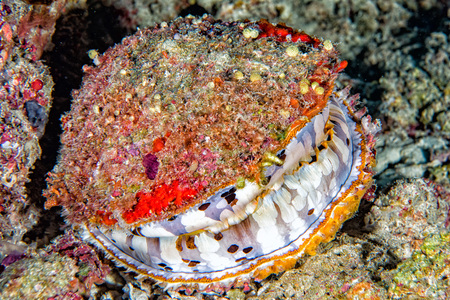 giant colorful clam close up underwater in maldives