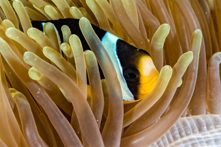 Clown fish portait while looking at you from anemone tentaclesの写真素材