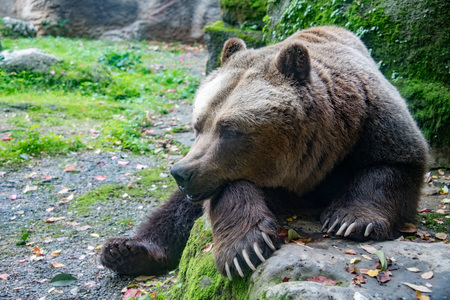 brown bear grizzly portrait while looking at you の写真素材