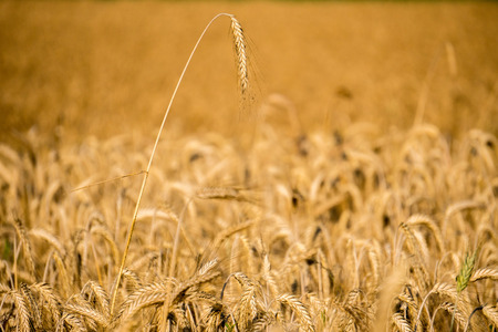 Mature Grain wheat field in summer time view