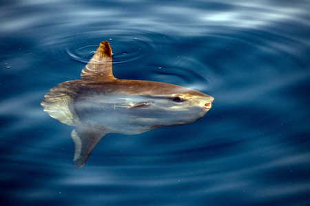 Sunfish underwater while eating jellyfish velellaの写真素材