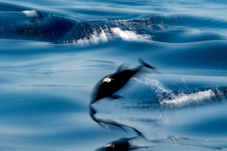 Move effect on striped dolphin jumping outside the sea