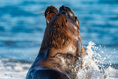 patagonia sea lion portrait seal while fighting on the beachの写真素材