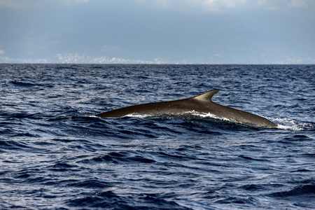 Fin Whale endangered specie rare to see in Mediterranean seaの写真素材