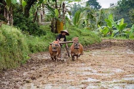 BALI, INDONESIA - AUGUST 17 2016 - people while growing and farming rice field in bali indonesia. Rice is the main food for indonesian pepleのeditorial素材